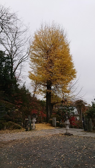 9kogarashi1.jpg