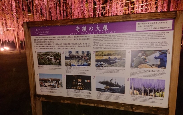 2ashi6大藤解説.jpg