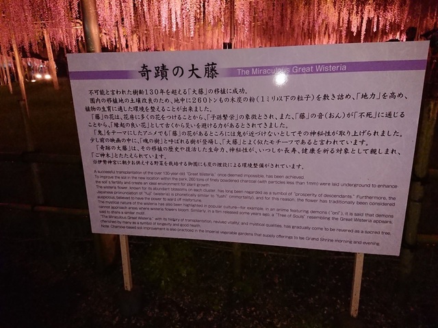 2ashi8奇跡の大藤.jpg