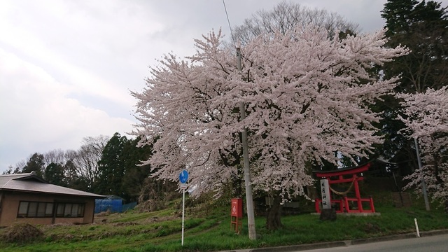 2kama56桜.jpg