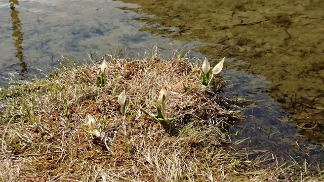2kami58水芭蕉.jpg