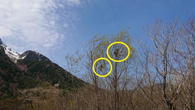 2kami61サル.jpg