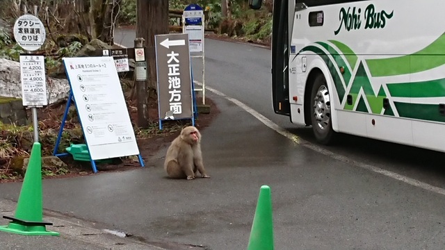 2kami69バスとサル.jpg