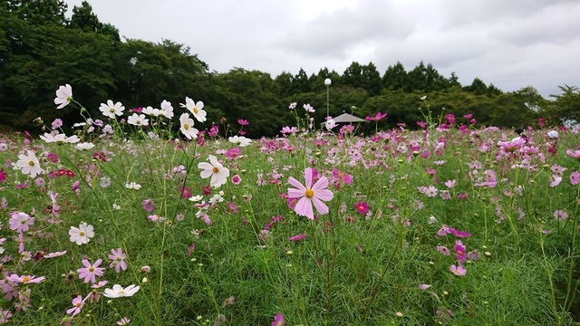 3cosmos1.jpg