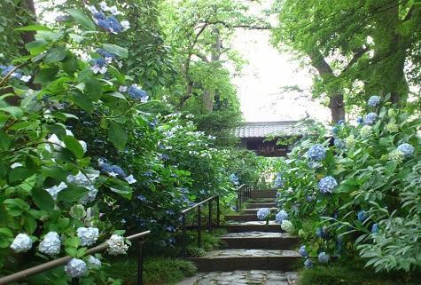 4ajisai2012資福寺.jpg