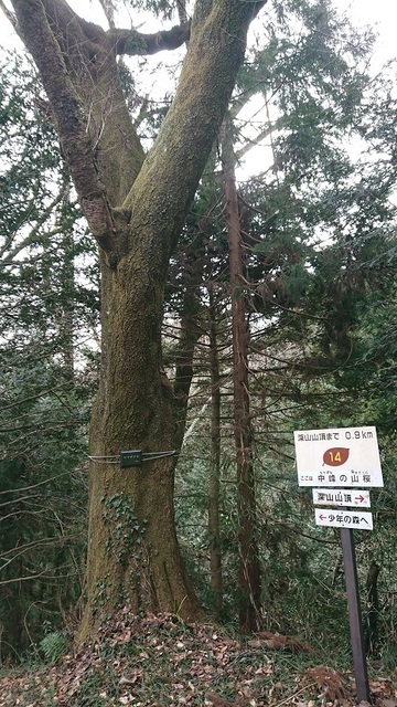 8shin28中峰の山桜.jpg
